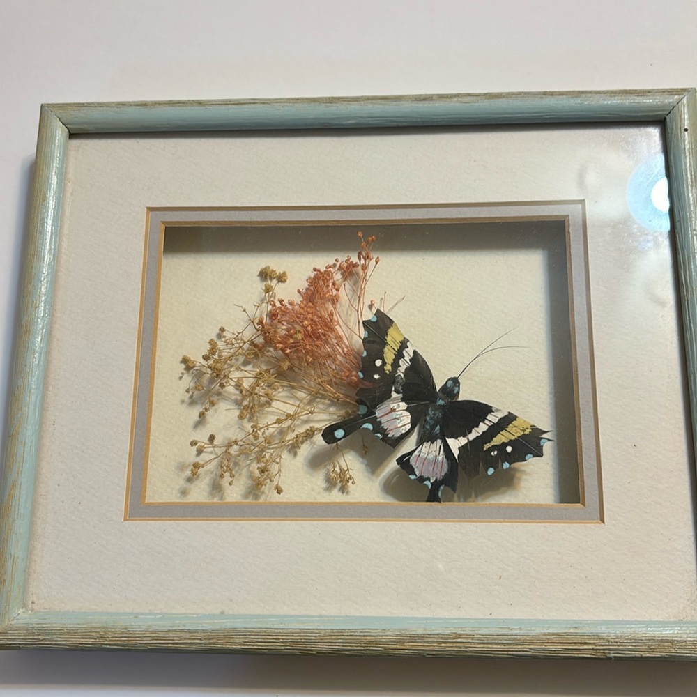 Beautiful Dried Butterfly and Flowers Shadow Box